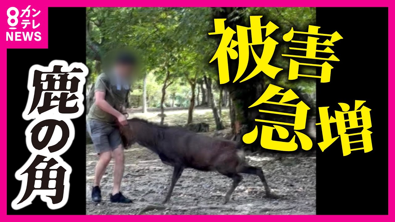 【鹿の事故急増】「うわ、痛った」鹿が突然鋭いツノをおなかへ向けて突進　角に触れる人も　奈良公園で鹿のツノでけが相次ぐ　“映え”狙いか鹿に触れる危険な観光客も〈カンテレNEWS〉