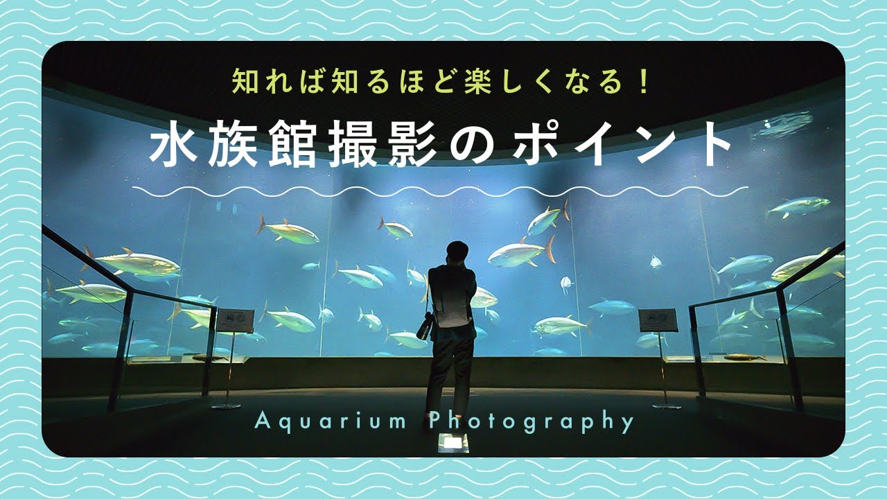 知れば知るほど楽しくなる！水族館撮影のポイント | あきさん