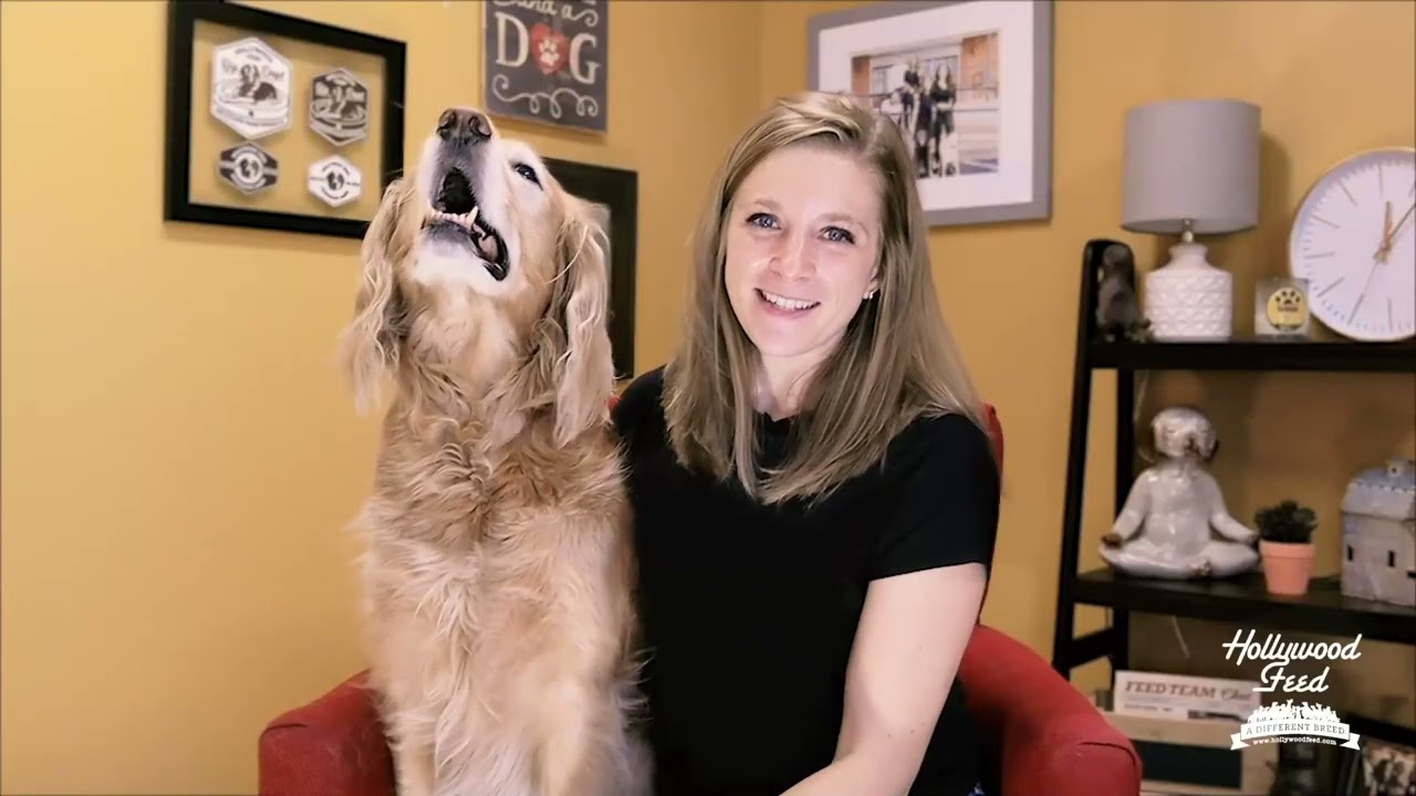 Pet Fostering 101 - Hollywood Feed University