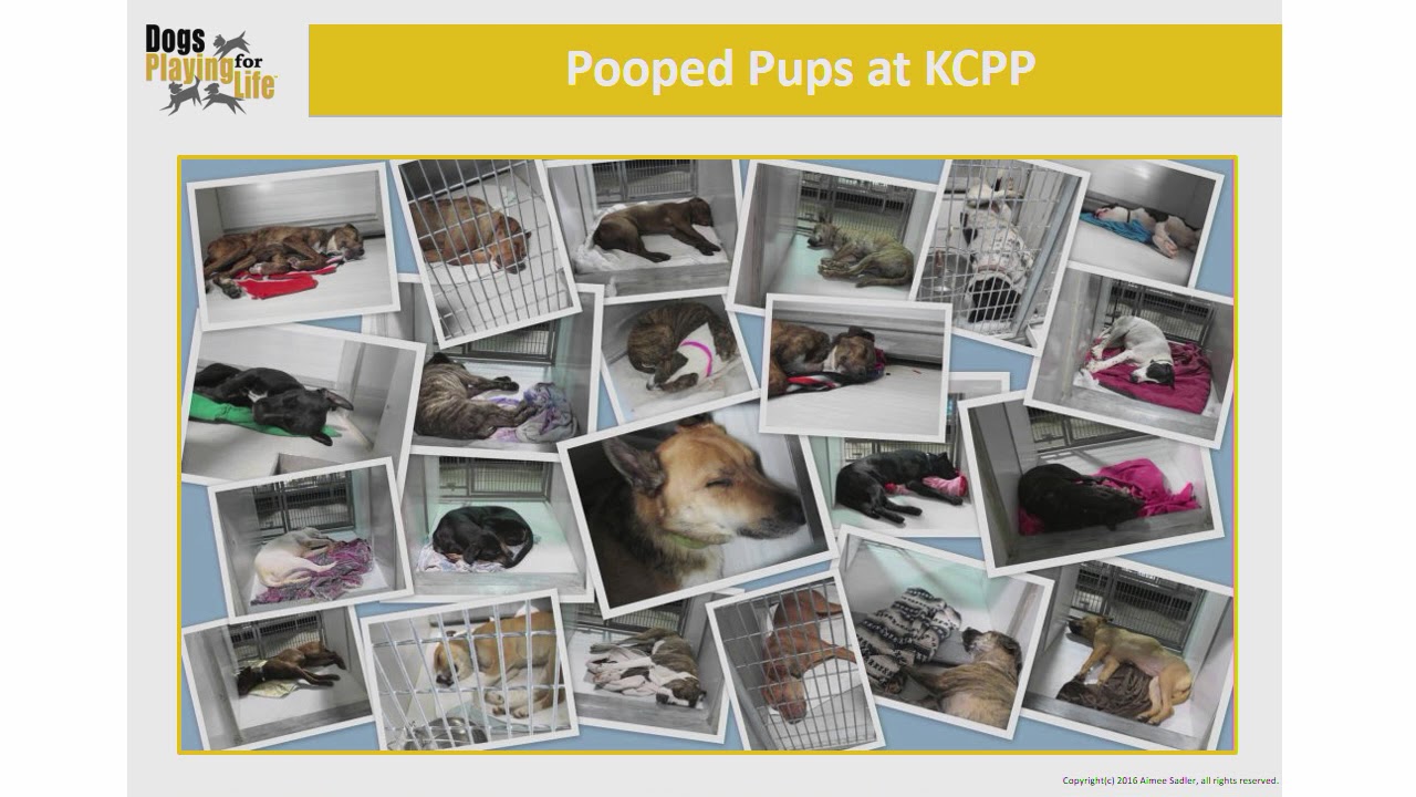 Every Day, Every Dog&hellip;Let Them Play! The Impact of Play Groups - conference recording