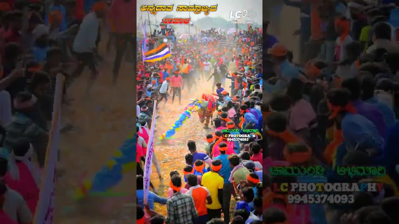Haveri hannadata na samrajya. new annadata 251 💙💛 👿 #bullfan#horihabba #jallikattu #haverihorihabba