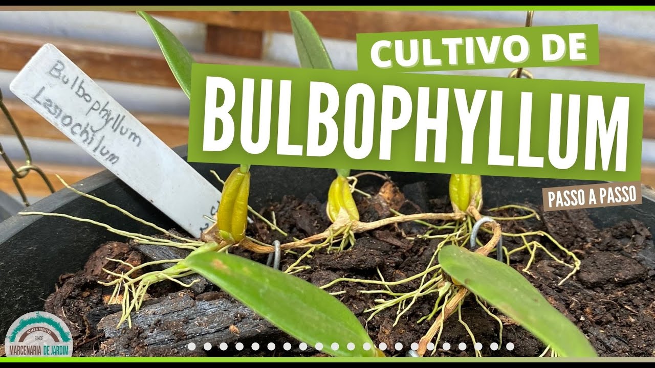 Como Plantar Bulbophyllum - Dica de cultivo