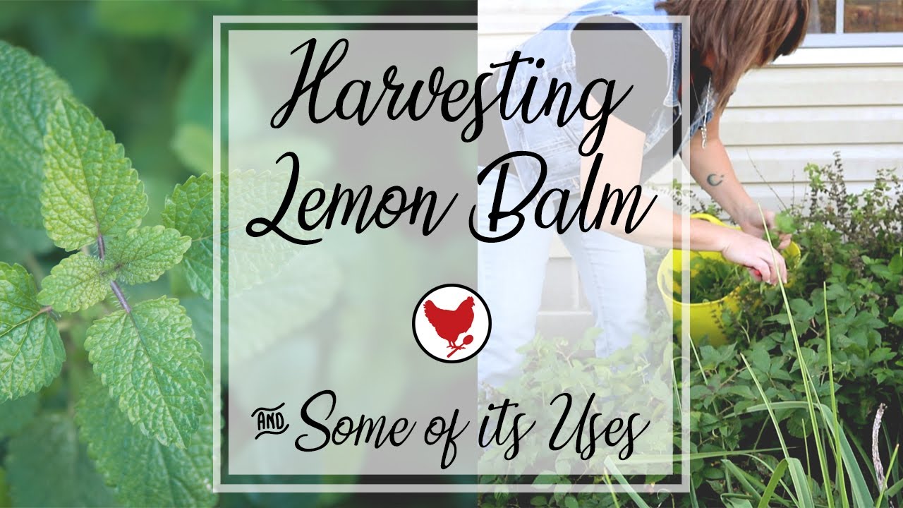 HARVESTING LEMON BALM & SOME OF ITS USES