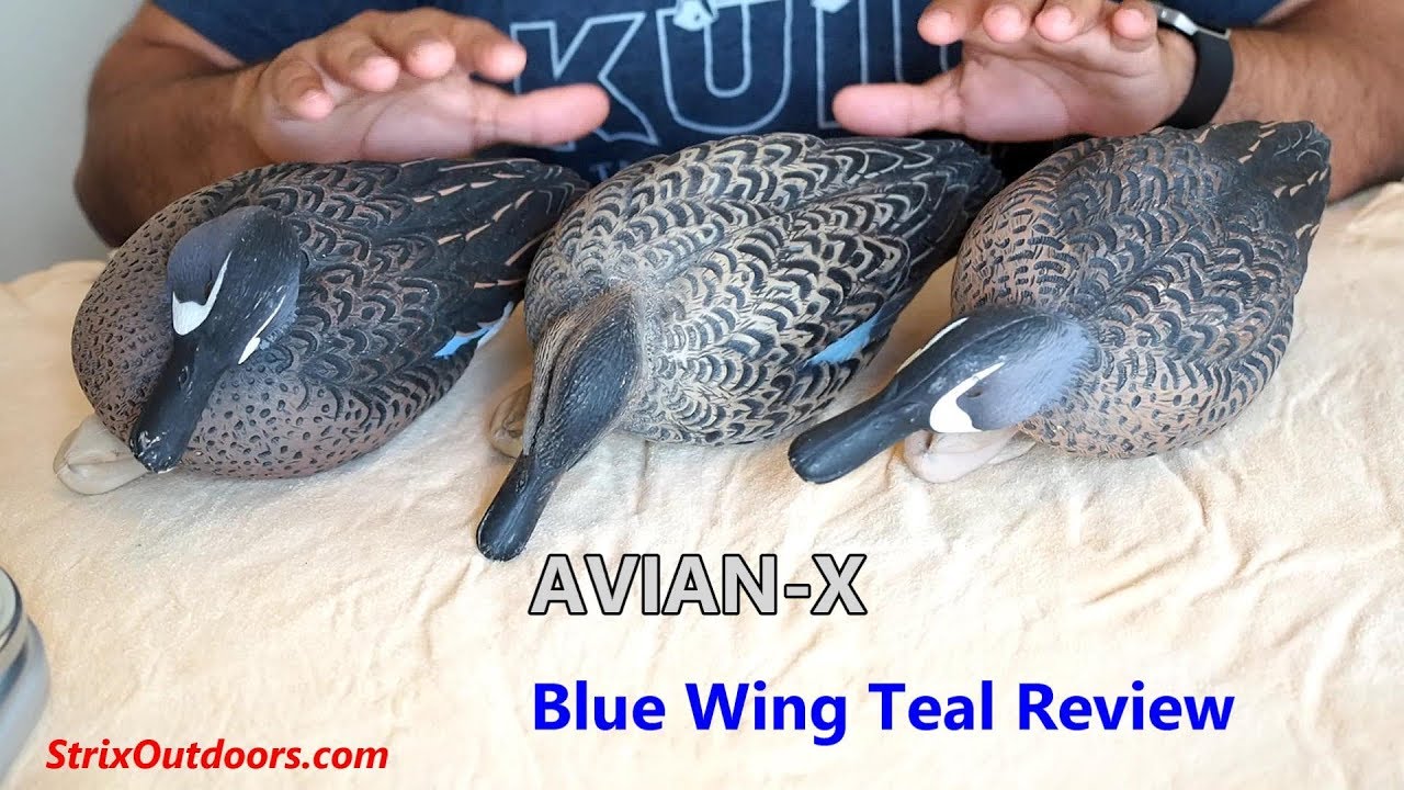 AVIAN X Blue Teal Duck Decoy Review