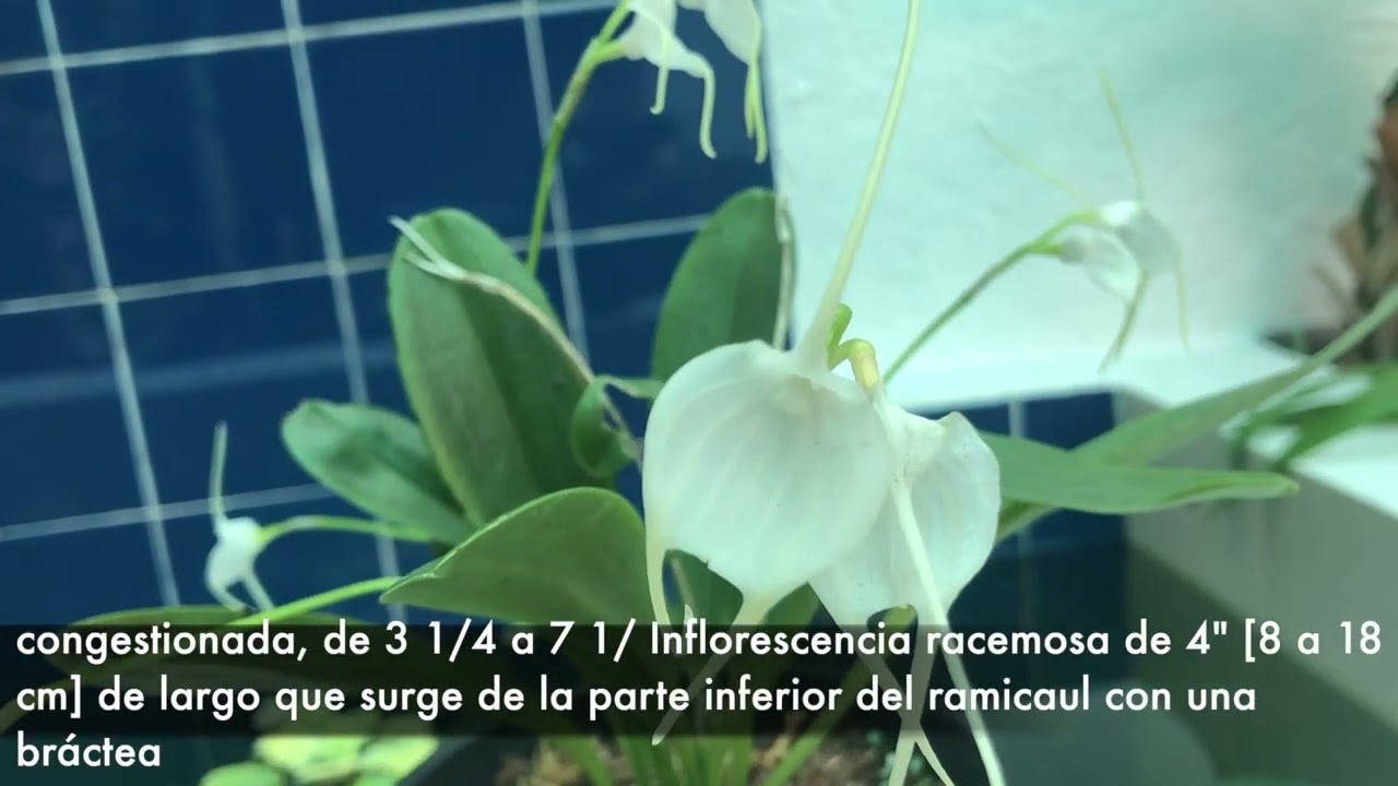 Masdevallia tovarensis