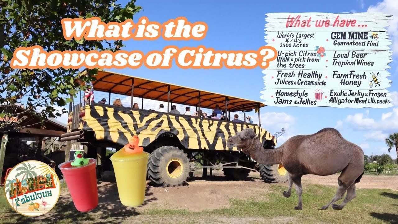 Showcase of Citrus Adventure! Monster Trucks, Orange Groves & Meet Joe the Camel!