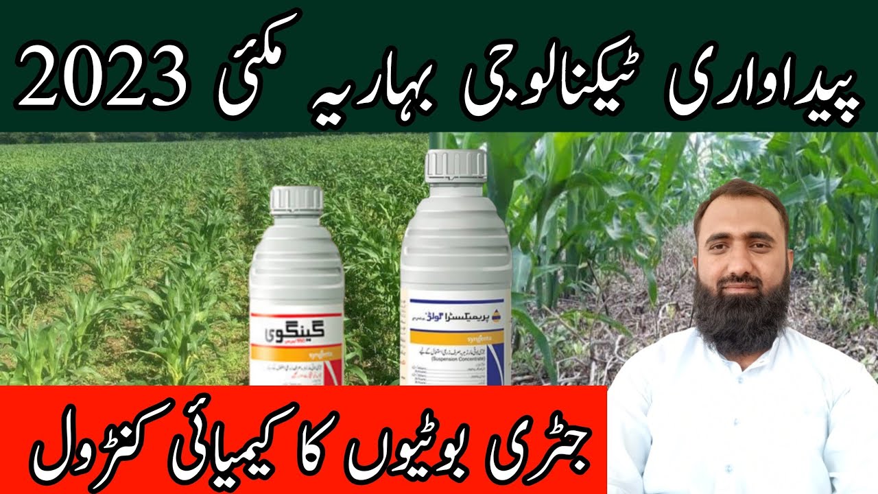 How to control weeds in spring maize || Chemical Weed Control in Maize || Bilal Kanju Official
