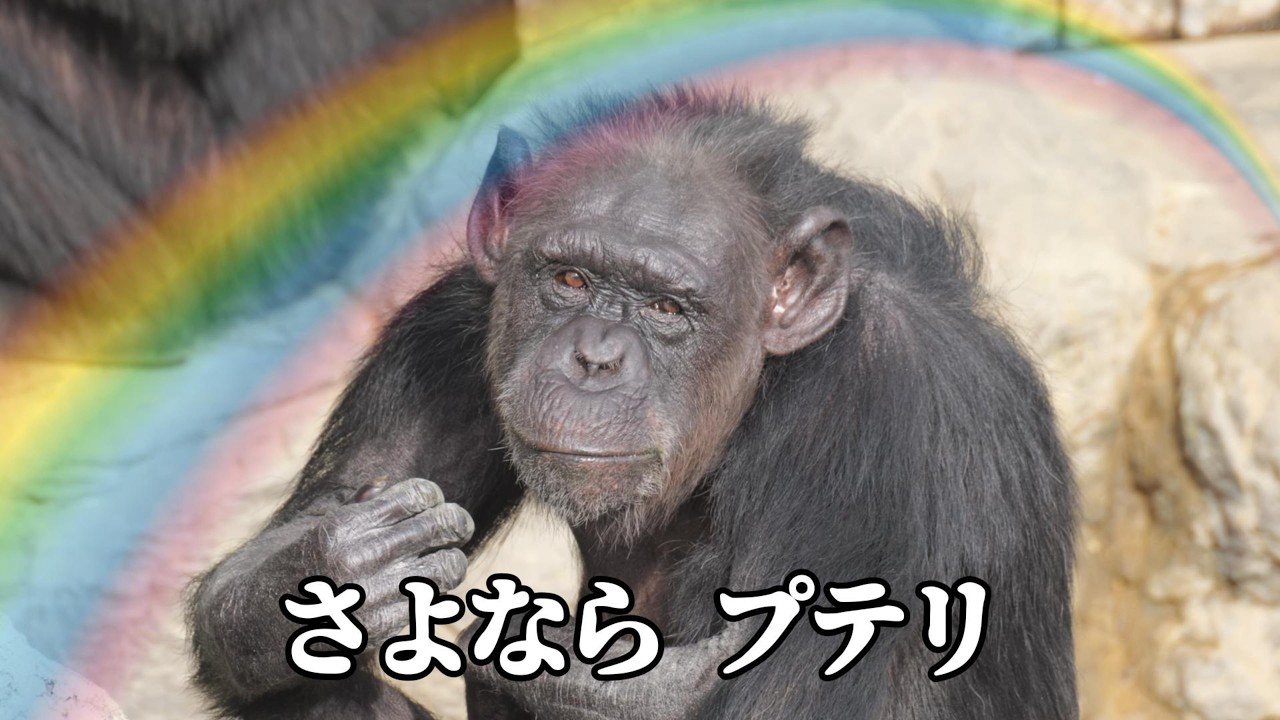 さよなら プテリ 🌈　天王寺動物園　チンパンジー　202602