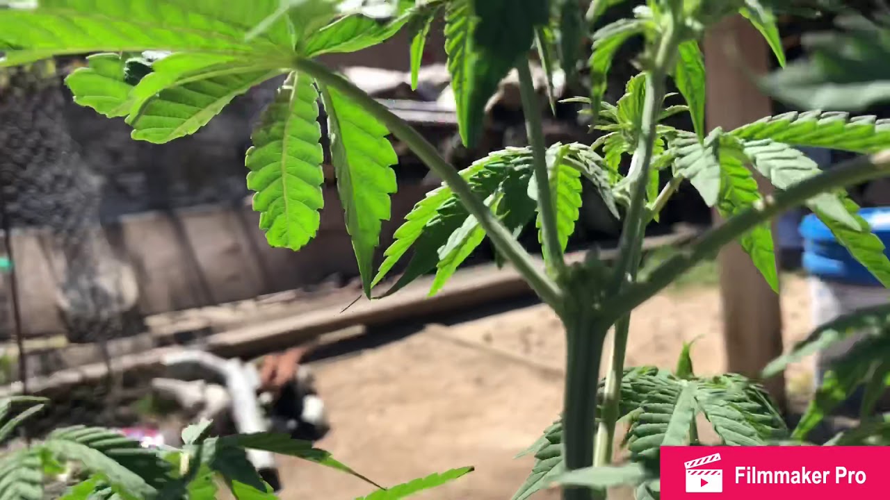 NUKE-Heads Genetics (WARNING)