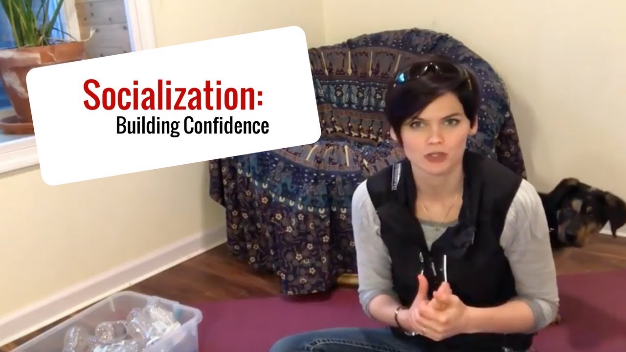 Socialization: Building Confidence