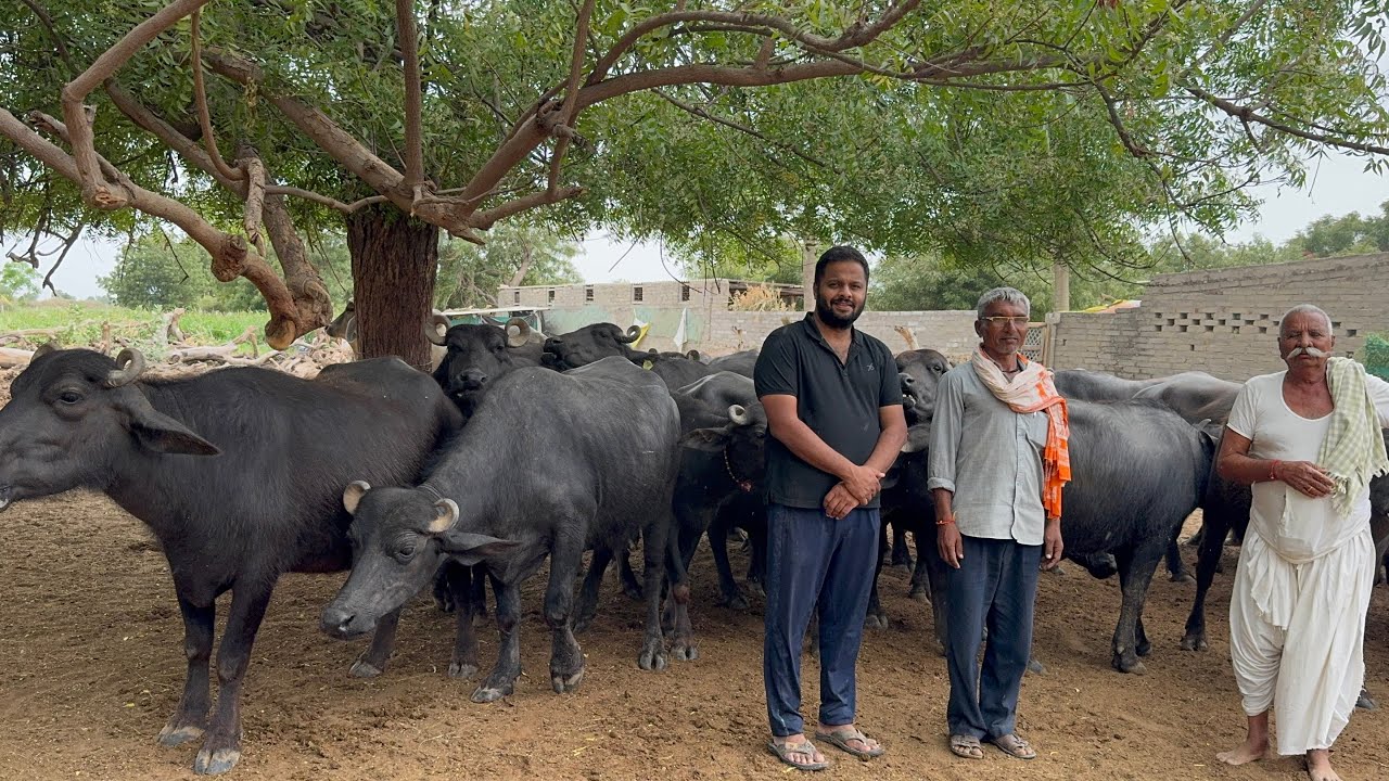 गुजरातच्या बन्नी म्हशी चे मार्केट || बन्नी म्हैस कशी तयार होते || Banni Buffalo Gujarat 