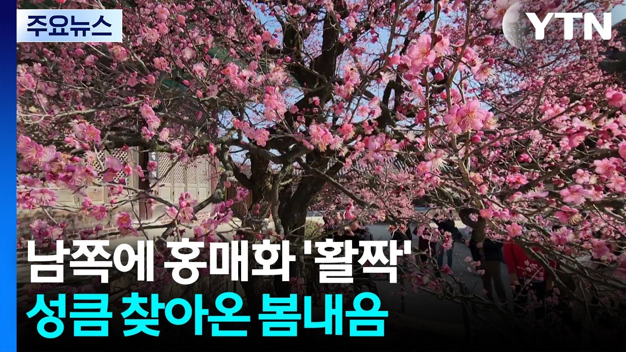 남쪽에 홍매화 '활짝'...성큼 찾아온 봄내음 / YTN