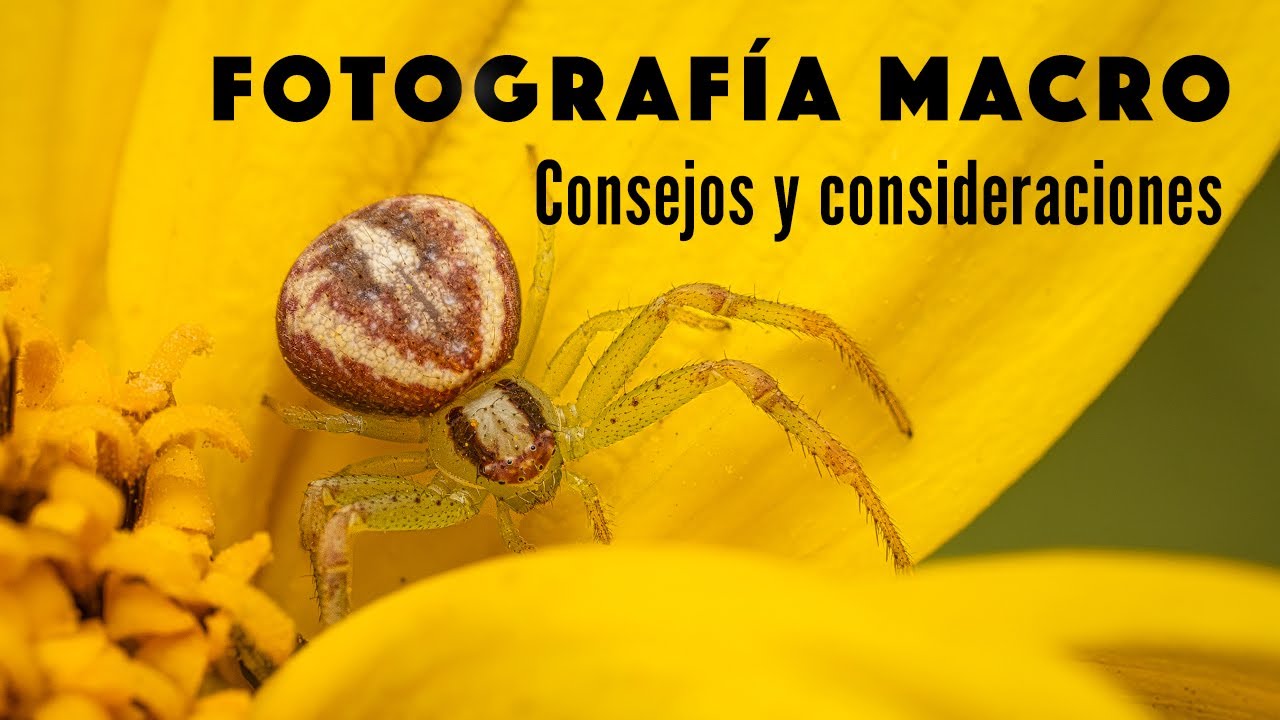 Fotograf&iacute;a Macro - Consejos y consideraciones - Como lograr buenas fotos