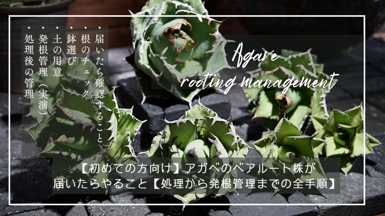 【初めての方向け】アガベのベアルート株が届いたらやること【処理から発根管理までの全手順】