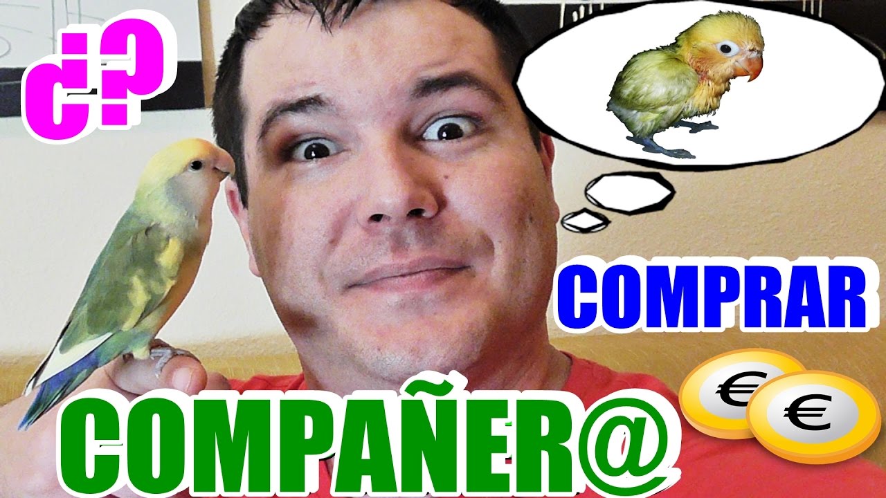 JUNTAR 1 agaporni PAPILLERO con otro ADULTO (vale para ninfas, periquitos ect)