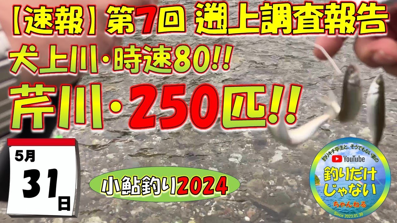 【小鮎釣り2024・第7回調査】犬上川、時速80匹、芹川、時速250匹！！滋賀、湖東三川（芹川・犬上川・宇曽川）の小鮎釣りおよび遡上調査。これを見れば、湖東地区の今がわかる。滋賀に釣行に行く前に見る動
