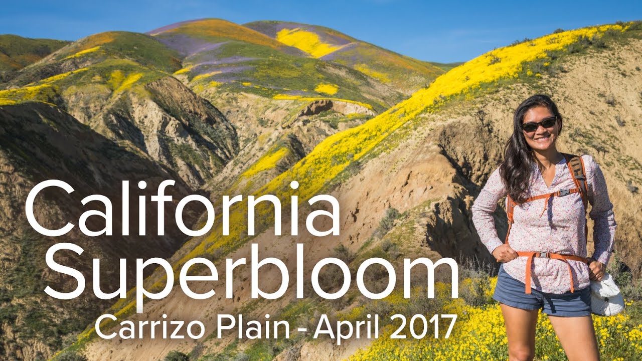 California: Temblor Range Superbloom