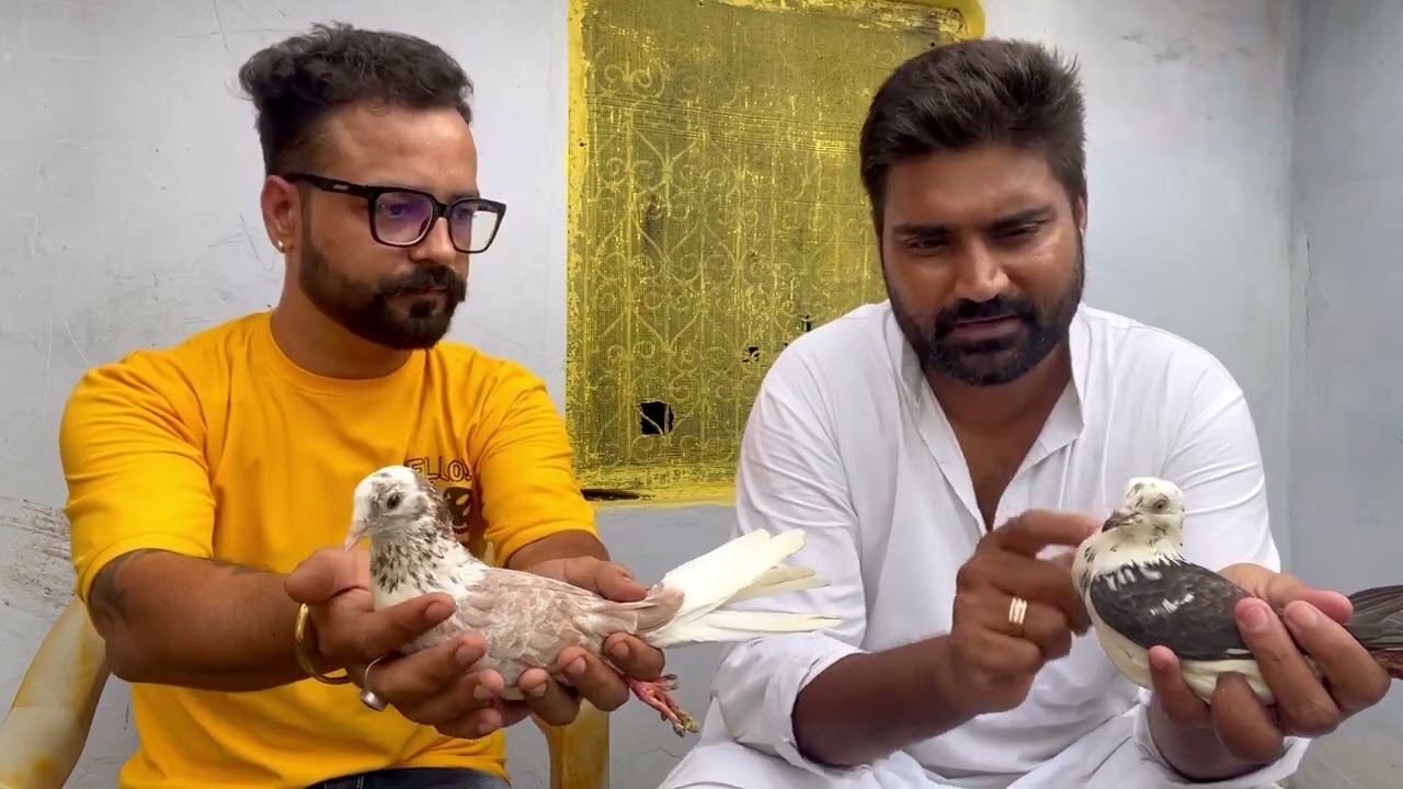 पंजाबी कबूतर के चक्कर मे सभी मद्रासी कबूतर हटा दिए || Ustad Abbas Saharanpur