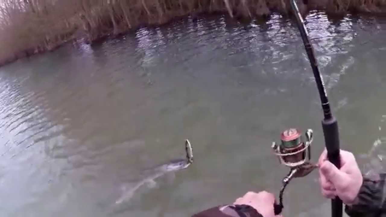 brochet au swimpike