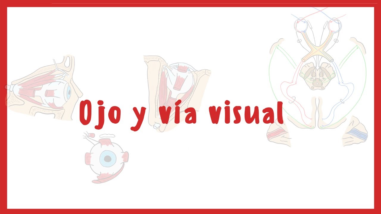 NEUROANATOMÍA | Anatomía del Ojo y la vía visual |  Blasto Med