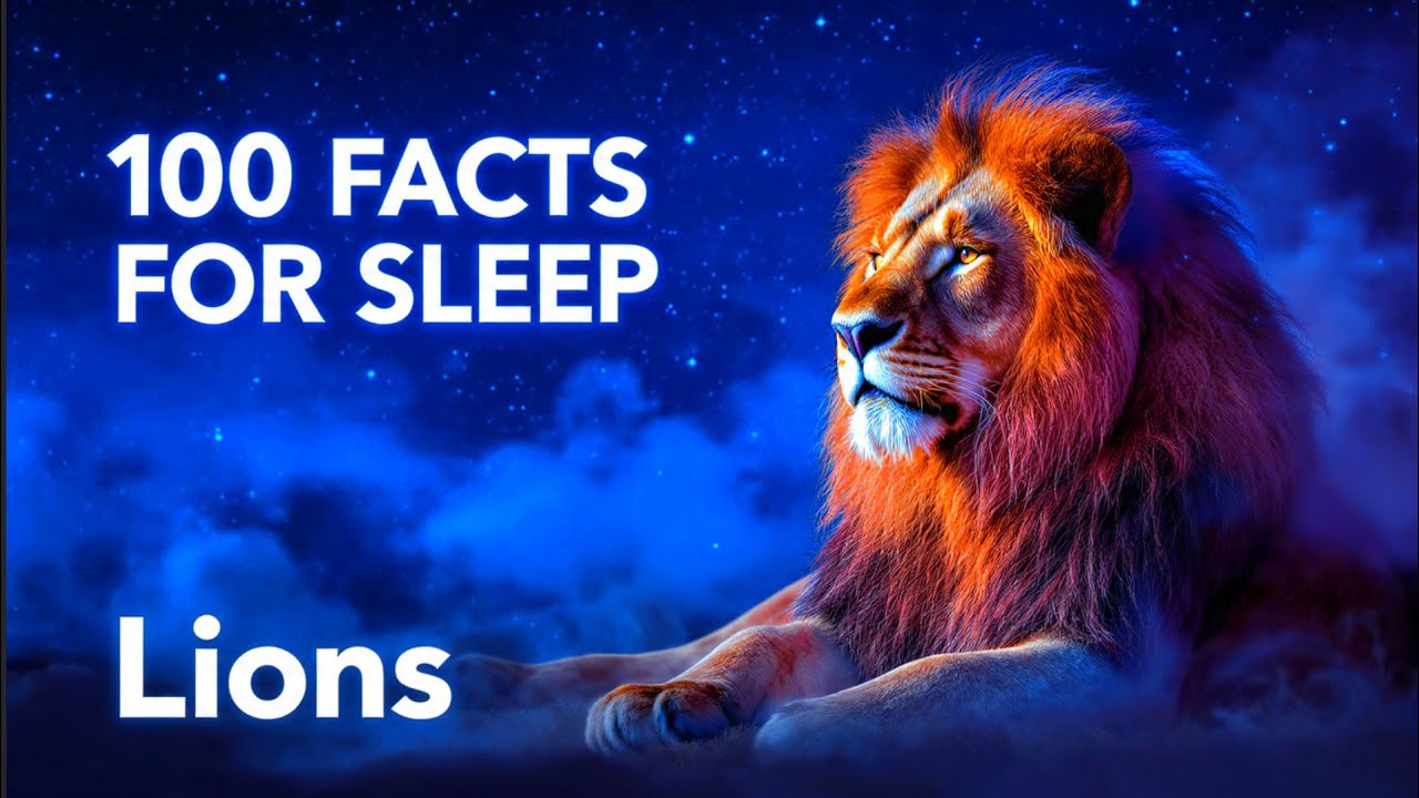 100 Calm Facts About Lions | Science for Sleep