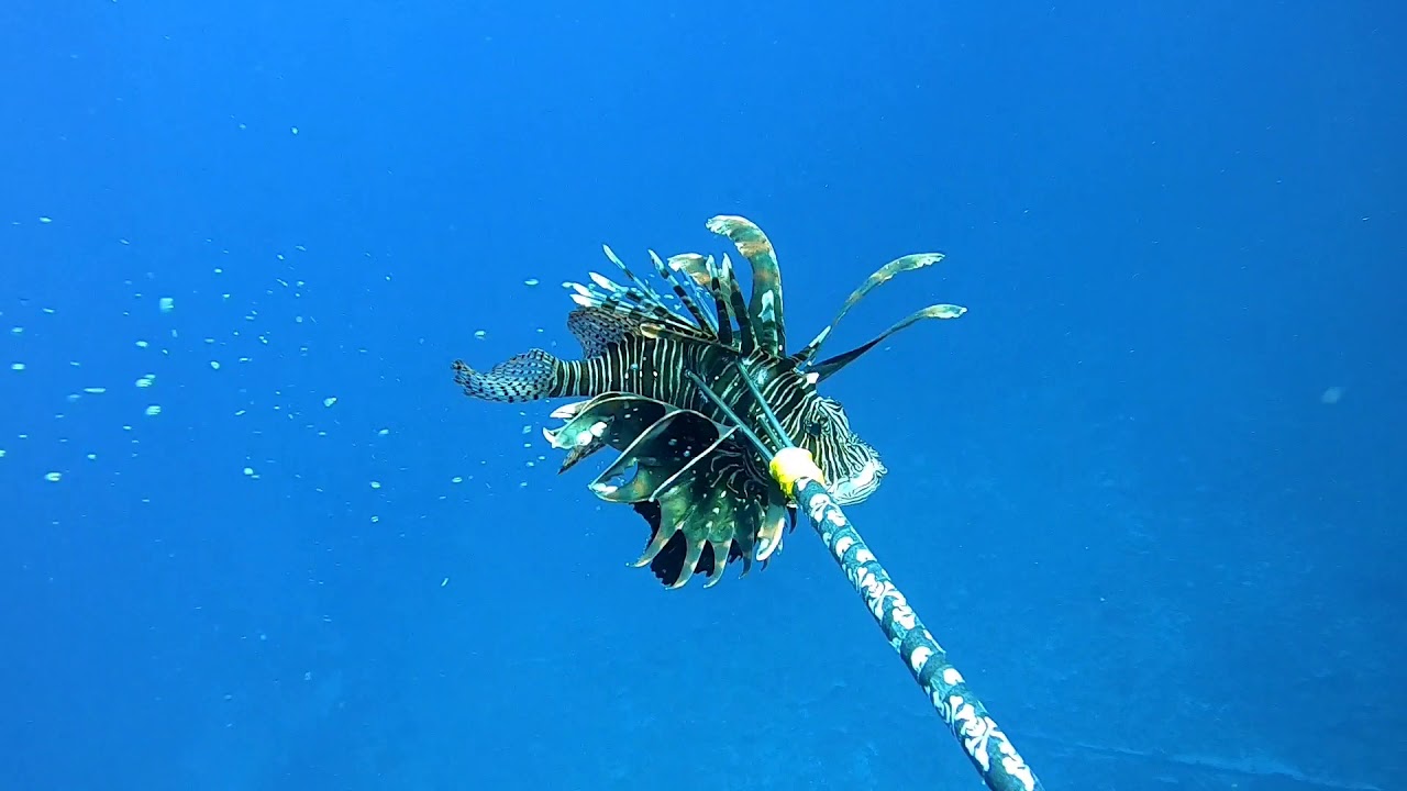 Lionator Polespear attacks again!