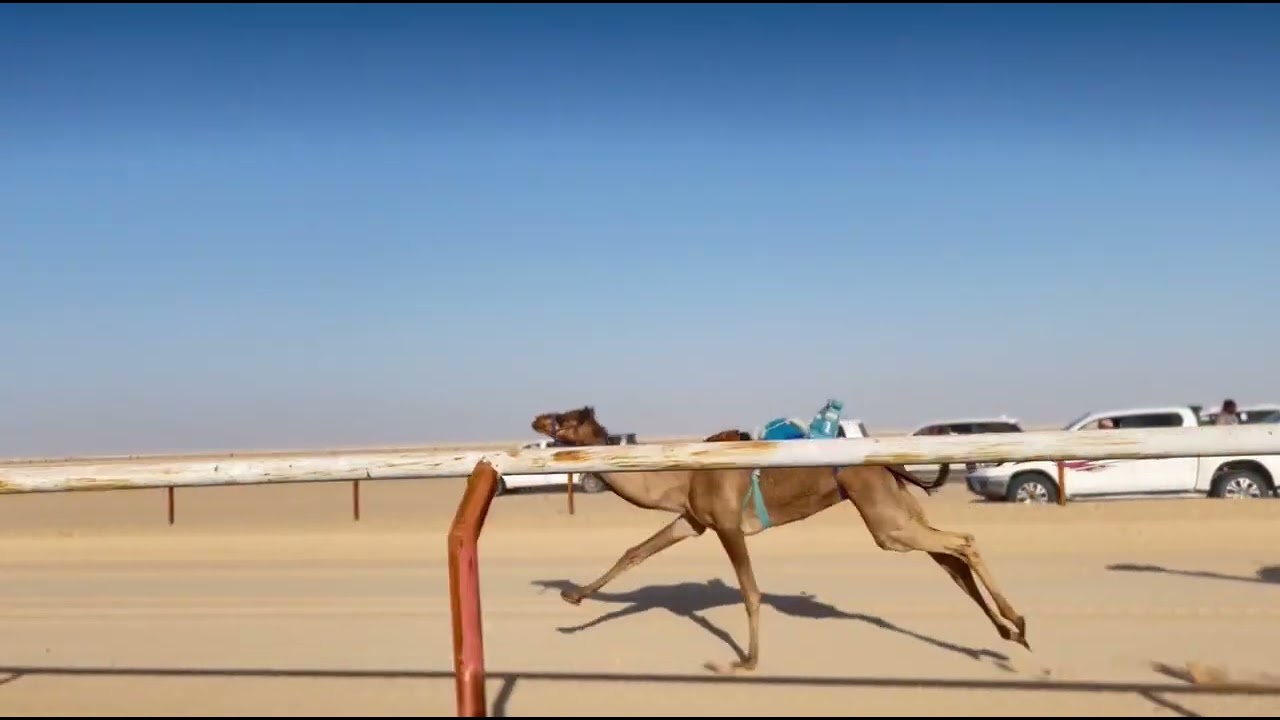 الشوط 1 مصيحه / حمد علي المجينين 