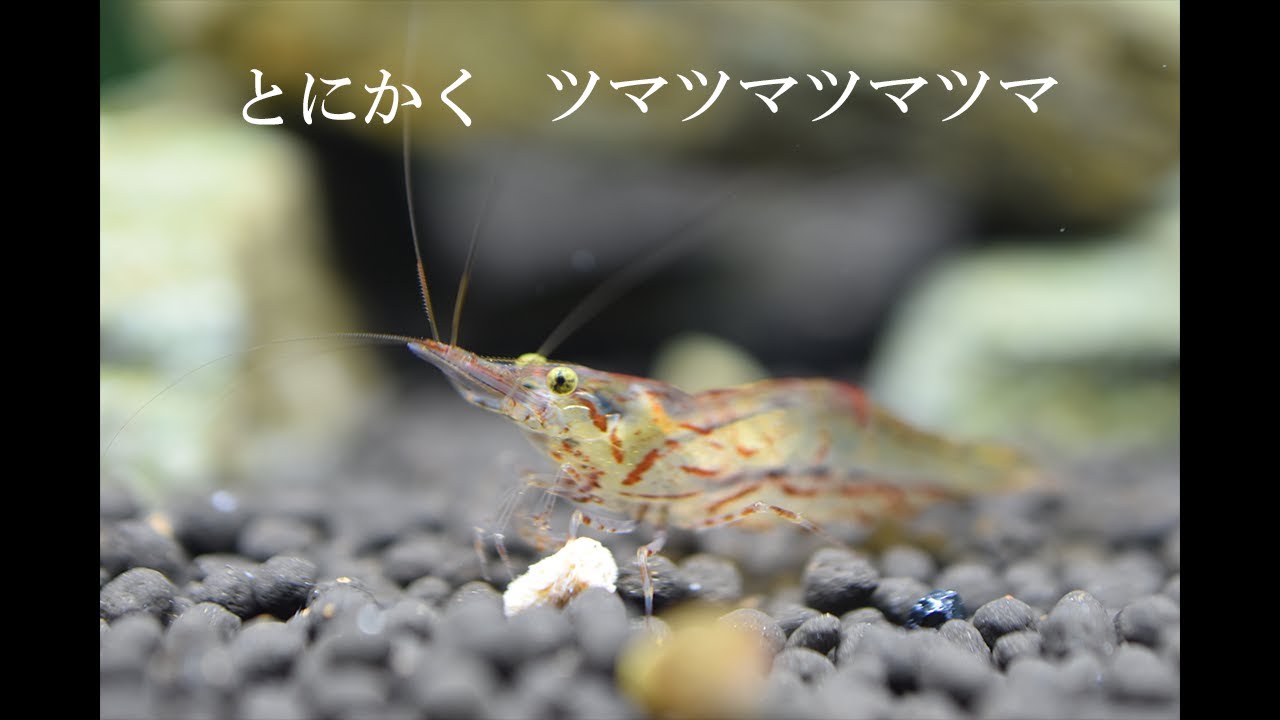 【アクアリウム】【淡水エビ】ずっと見てられるツマツマ
