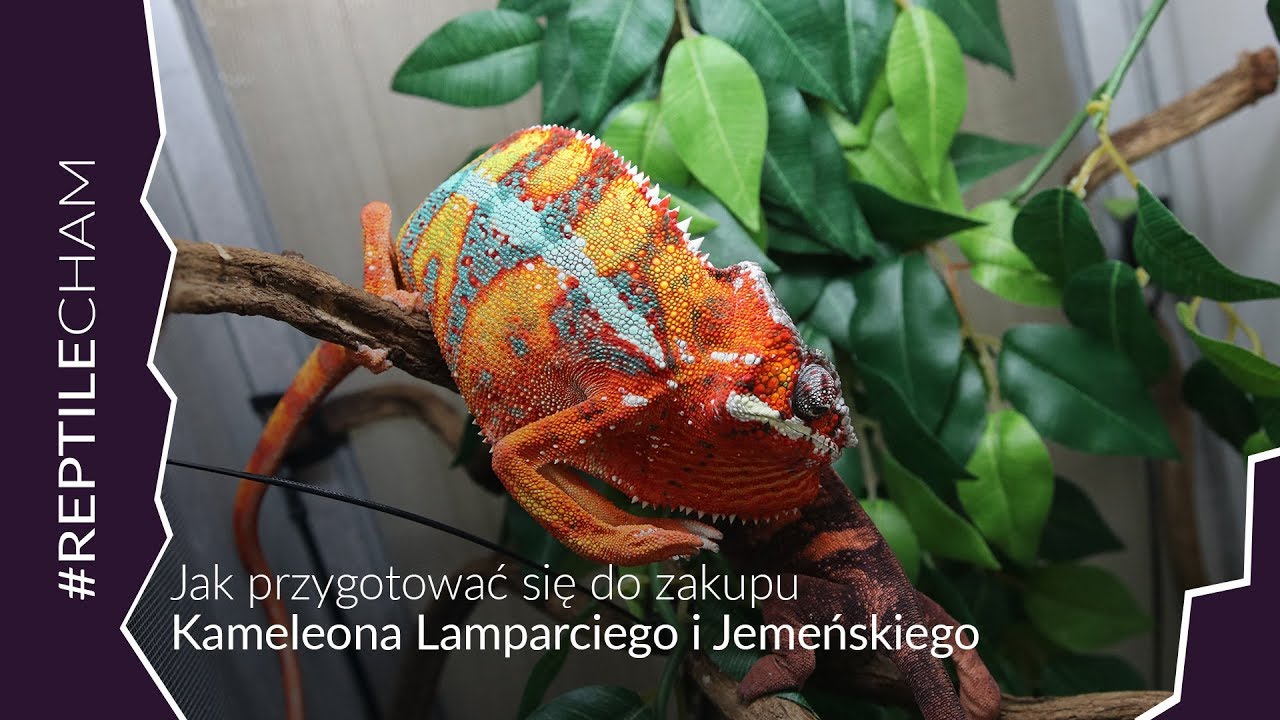 Jak przygotować się do zakupu kameleona Jemeńskiego czy Lamparciego