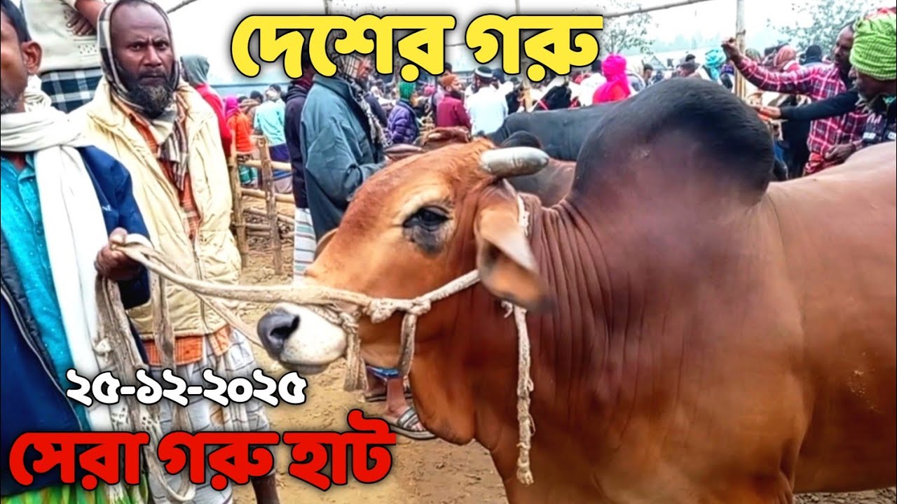 দেশের গরু//গরুর বর্তমান বাজার দর কেমন//বেশি গরুর হাট//তারিখ ২৫-১২-২০২৫ 