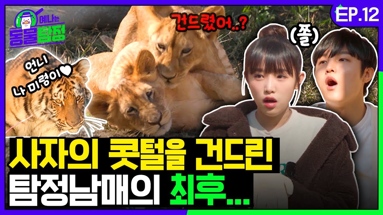 [SUB] 백수의 왕 사자 우리에 들어간 탐정남매?! 아기 사자🦁 VS 아기 호랑이🐯의 사냥 대결ㅣ예나는동물탐정 EP.12