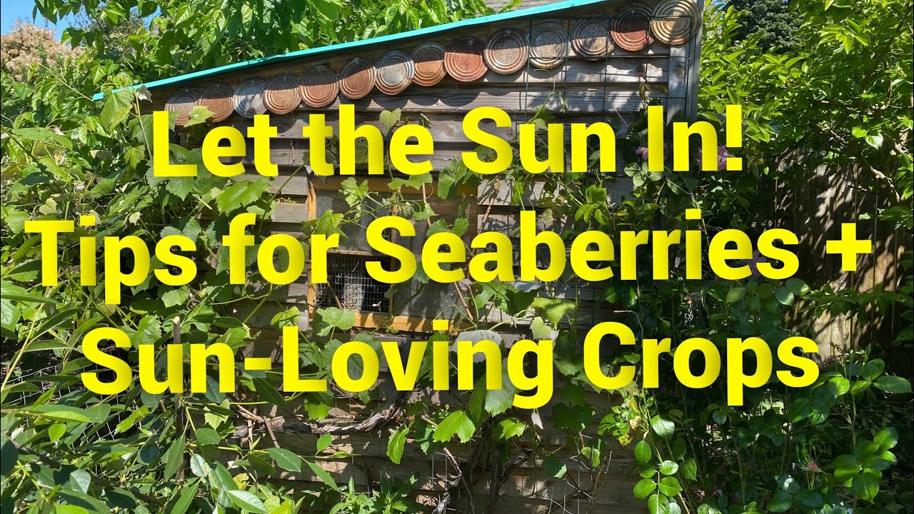 Opening the Canopy for Sun Infiltration: Seaberry in the Food Forest