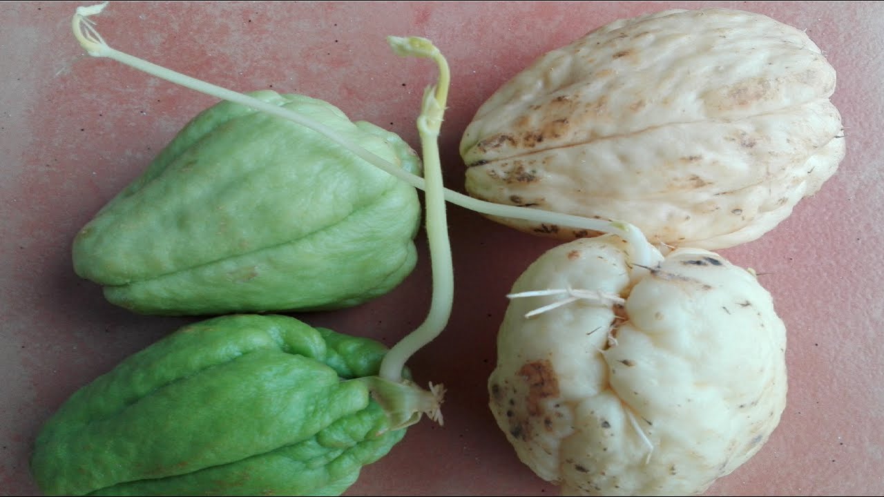 SEMBRAR CHAYOTE O PATATA DEL AIRE, cultivo, germinacion, fechas sembrar, chayota - VIVIR EN EL CAMPO