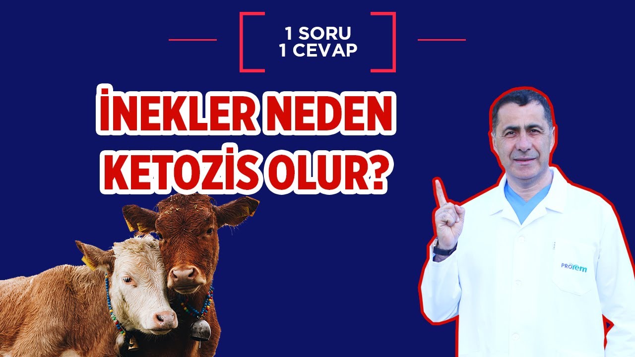 İnekler neden ketozis olur? Önlemleri nelerdir?