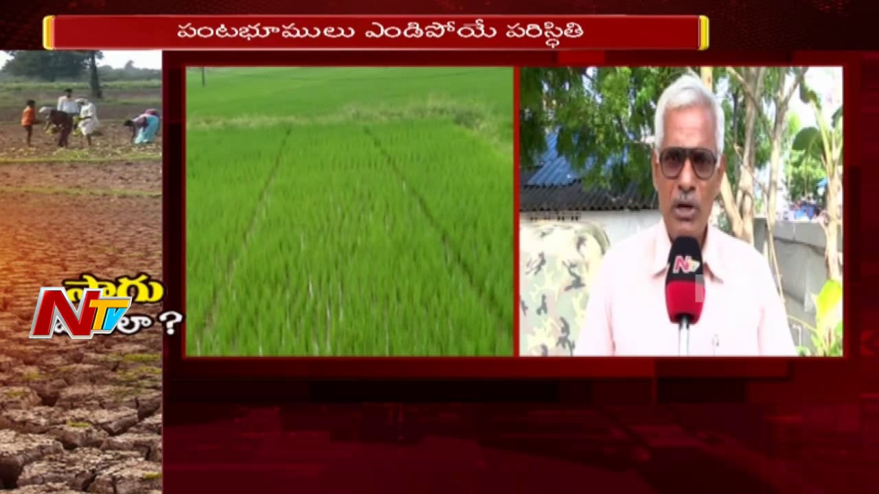 Farmers Face Problems With Shortage Of Nagarjuna Sagar Right Canal Water in Guntur District | NTV