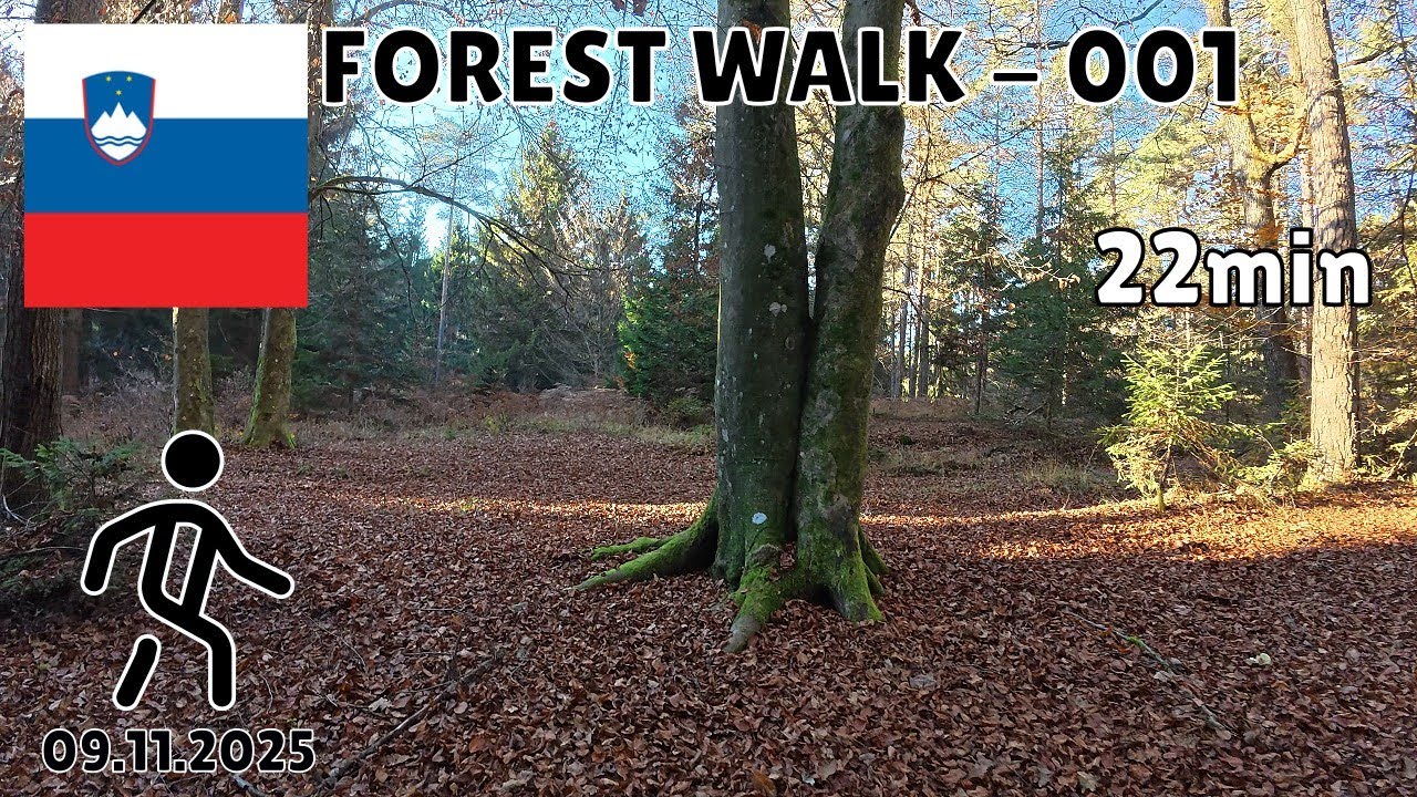 4K Virtual Autumn Forest Walk 001| Peaceful Forest Sounds & Stunning Fall Colors | MD Trails