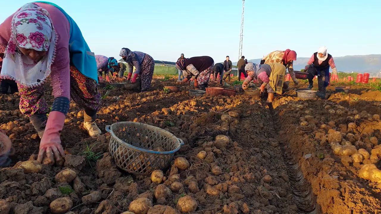 Bu Videoyu İzlemeden Geçme ❗️ Türkiye'nin Ünlü Ödemiş Patatesi | Sezon Çok Hızlı | Patates Hasadı