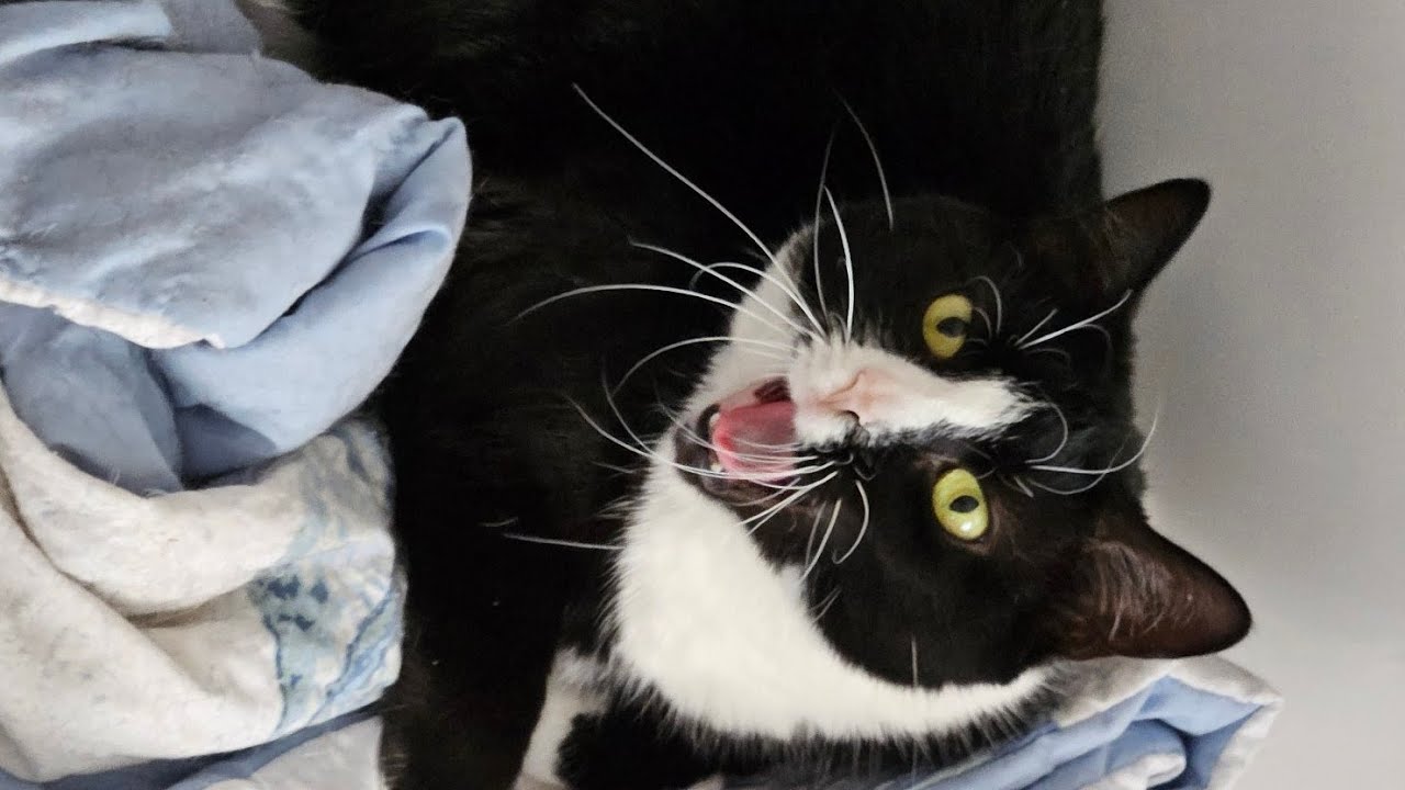 We save cats in this community! ♥️ 