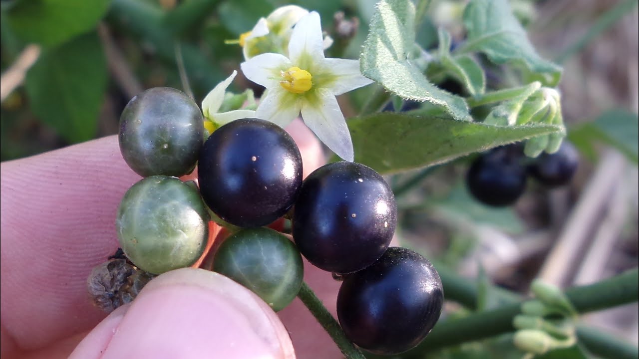 Hierba Mora, quelite mora, verbena, hoja de zalazar, Solanum nigrescens.
