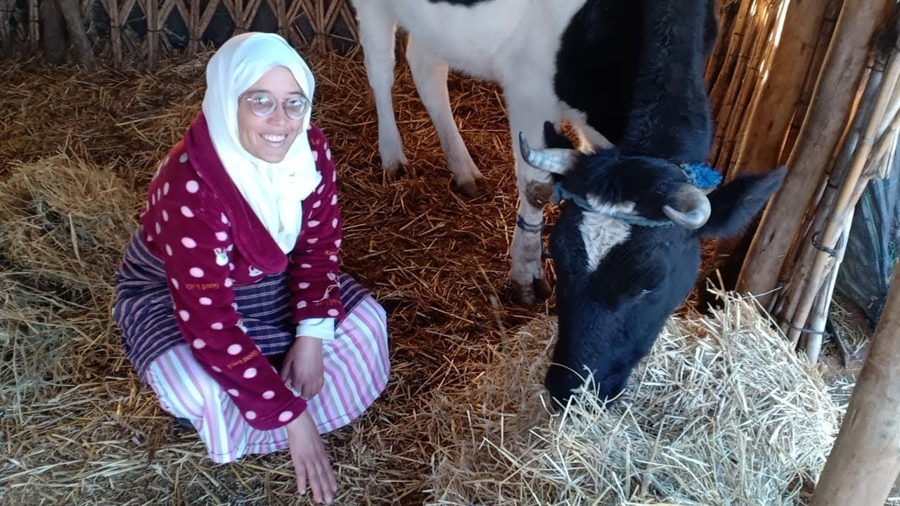 البقرة ديال سميرة مابقا ليها والو وتولد اجيو تشوفو الروتين اليومي مع البقر ديالها وديال جمعة