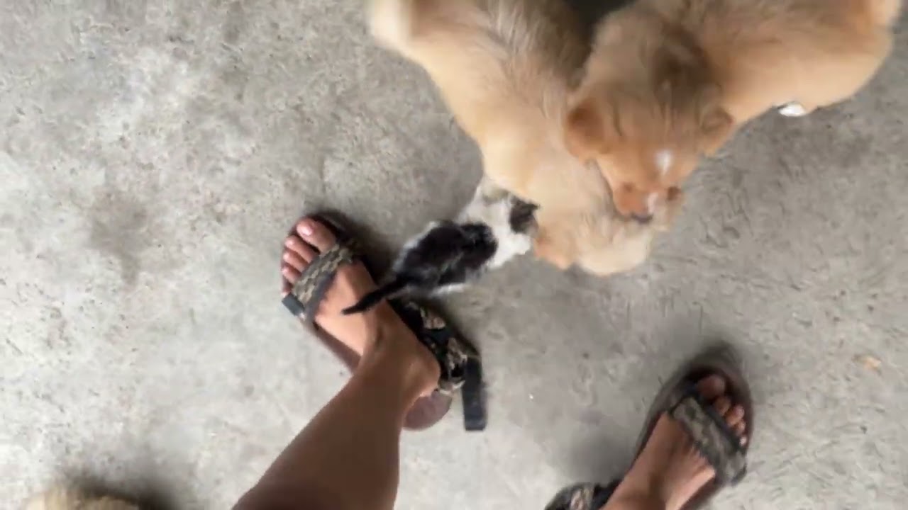 I just found this cat at tulay
