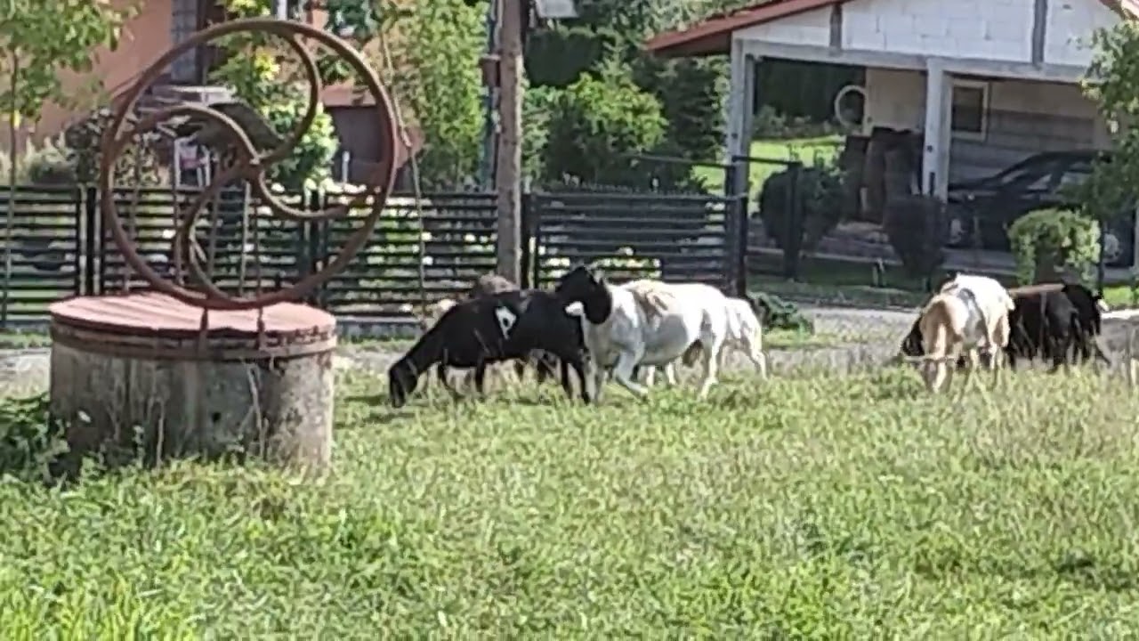 Owce - tryki Kamerun / Dorper - stadko - hodowla i sprzedaż - część IV