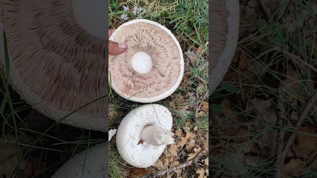 çayır mantarı içi kızıl (3)