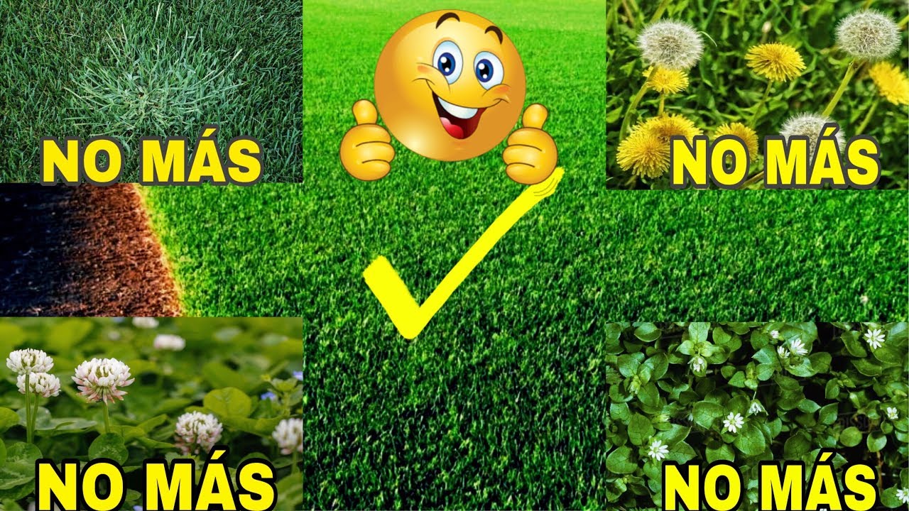 Césped Bermuda Gana la guerra contra la mala hierba