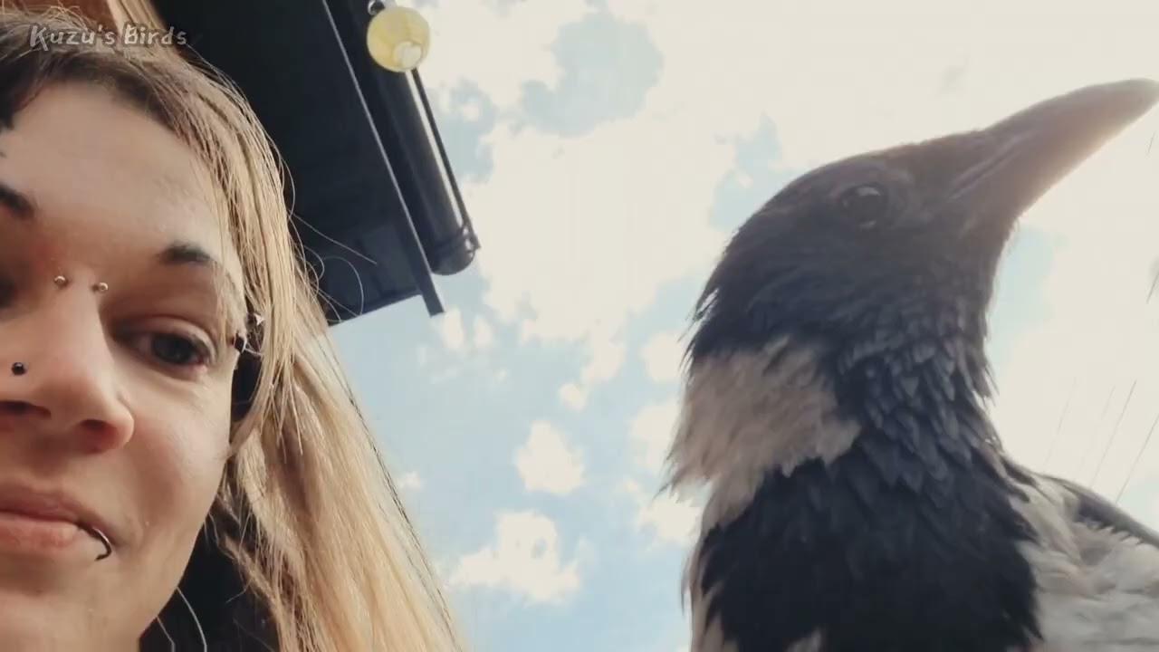 Hooded Crow is learning to talk