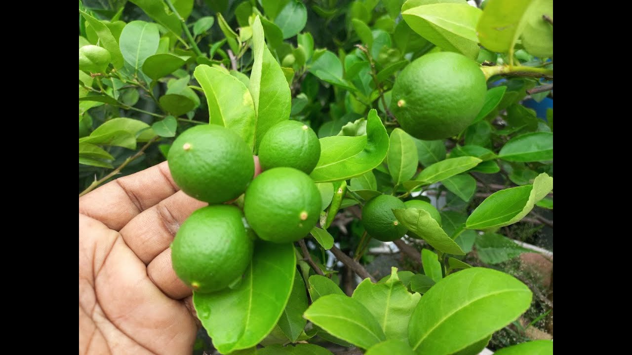 ১২ মাসি কাগজি লেবু দেখুন কতগুলা ধরেছে ।