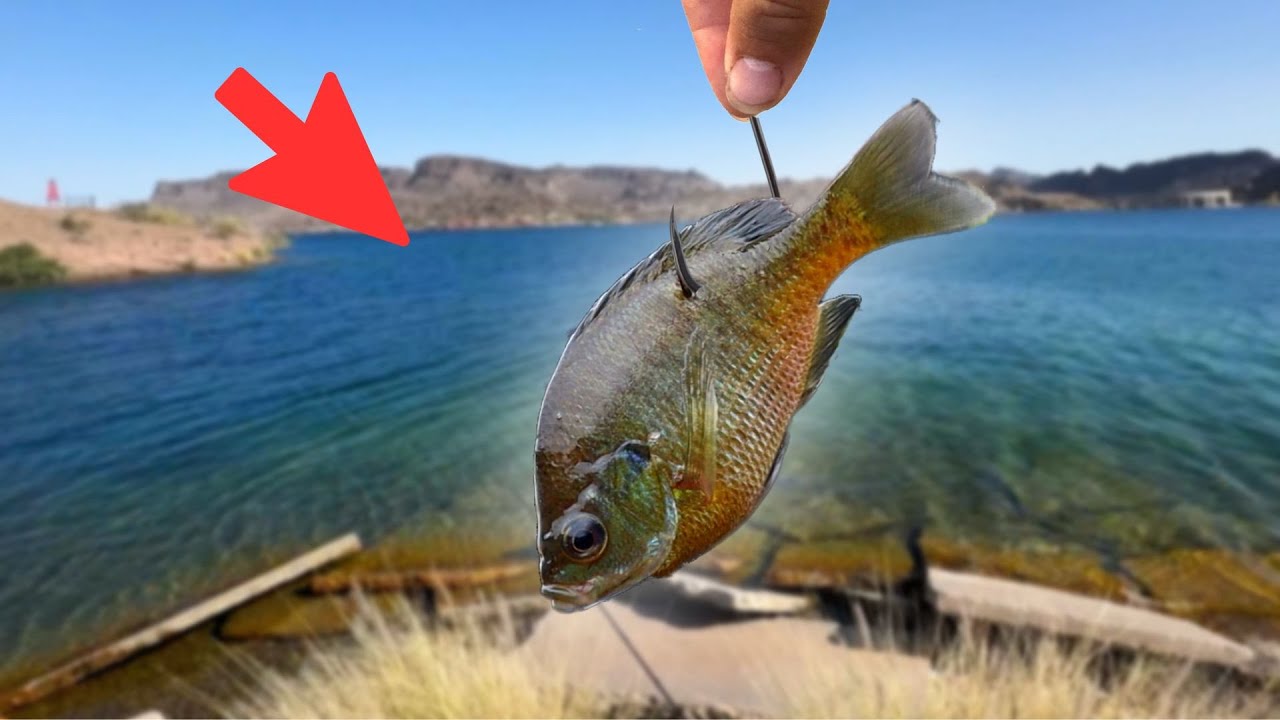 Fishing a GIANT Desert Lake for 48hrs! (Insane)