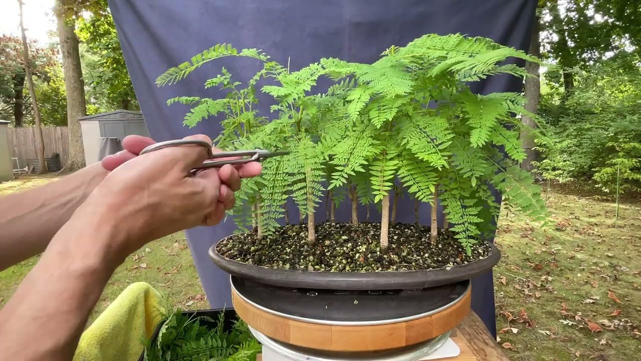 Late-Summer Pruning of my Jacaranda Forest. 3-Sep-2025