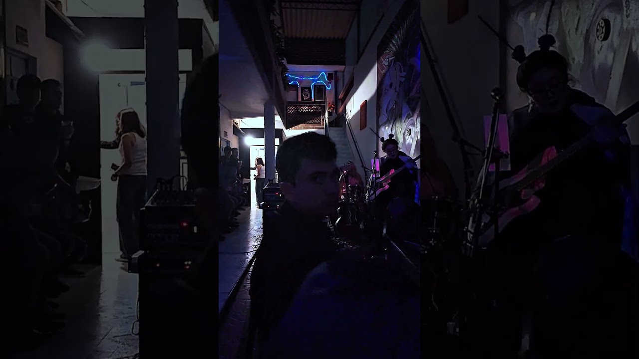 STEREOBLOOM &mdash; SHORT-HAIRED AFGHAN MALE DOG (LIVE AT 