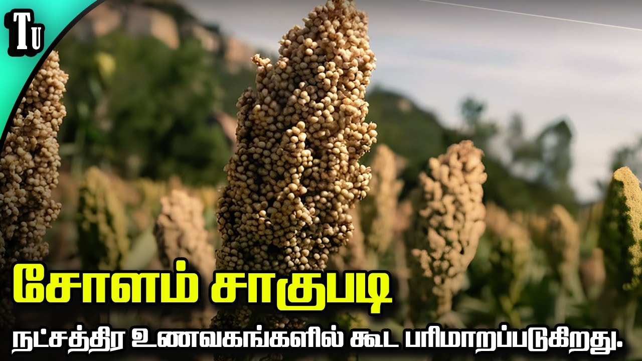 சோளம் சாகுபடி- நட்சத்திர உணவகங்களில் கூட உணவாக பரிமாறப்படுகிறது | Sorghum farming.